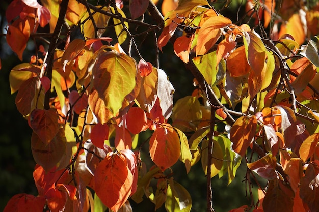 Hojas de otoño en un árbol