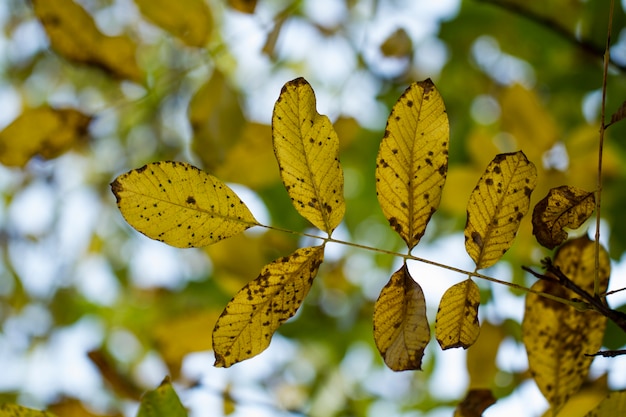 Hojas de otoño en los árboles.