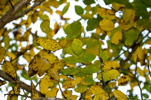 Hojas de otoño en los árboles.