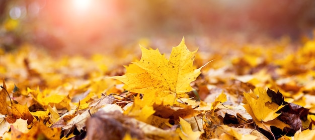 Hojas de otoño de arce amarillo en el bosque en el suelo a la luz del sol