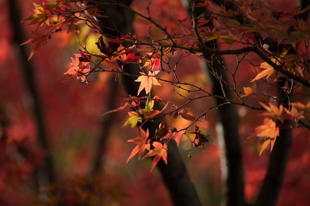 Hojas de otoño de arce japonés en día soleado.