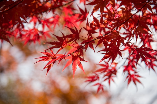 Hojas de otoño de arce japonés en día soleado.