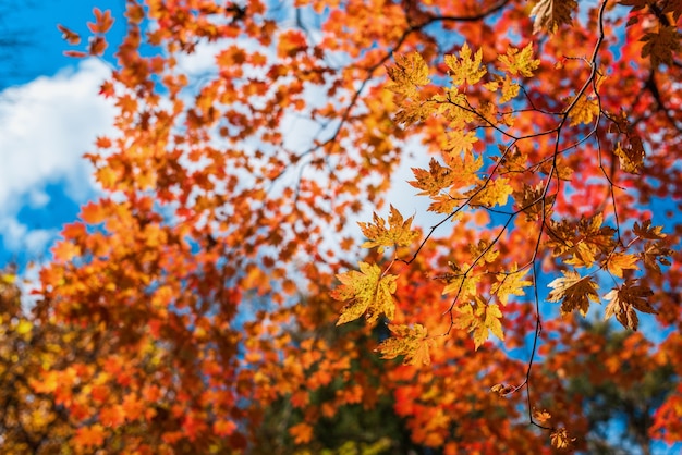 Hojas de otoño de arce naranja y rojo temporada de otoño