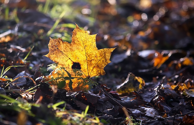 Hojas de otoño de arce de otoño brillante en el bosque.