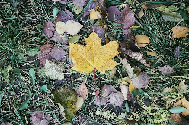 Hojas de otoño de arce de otoño brillante en el bosque.