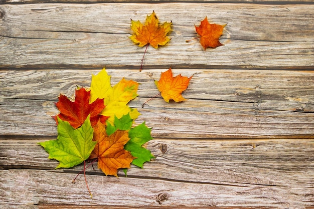 Hojas de otoño de arce rojo amarillo y verde sobre un fondo de madera con espacio de copia