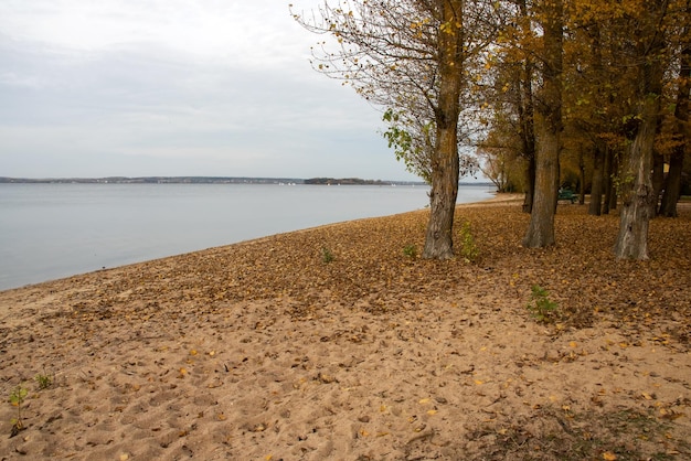 Hojas de otoño en la arena en la orilla del lago