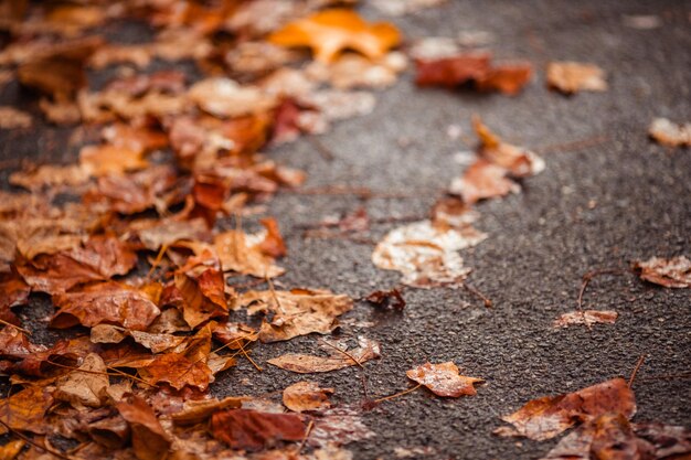 Foto hojas de otoño en el asfalto mojado