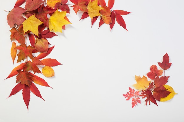 Hojas de otoño en blanco