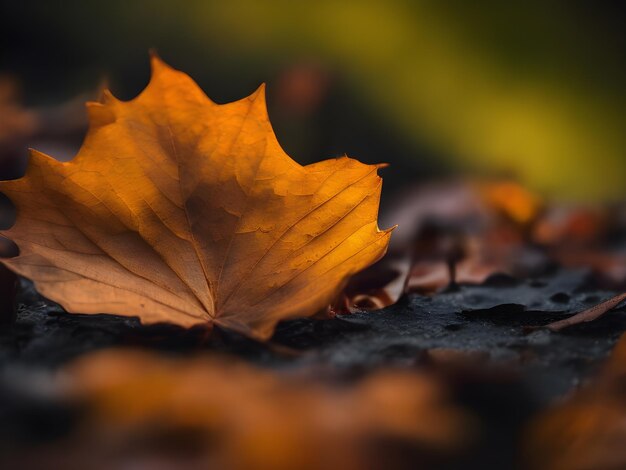 Hojas de otoño en el bosque al atardecer Fondo de enfoque selectivo