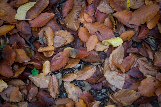 hojas de otoño en el bosque