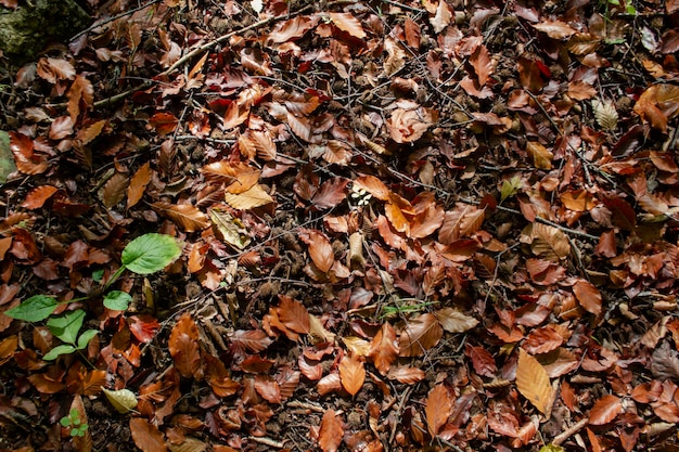 hojas de otoño en el bosque