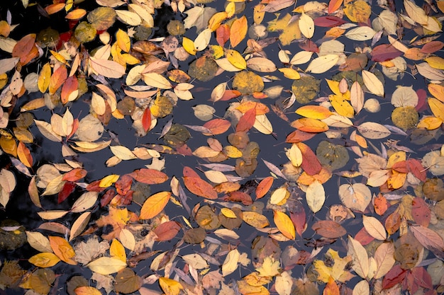 Hojas de otoño brillantes en un estanque de otoño en el parque de la ciudad de cerca