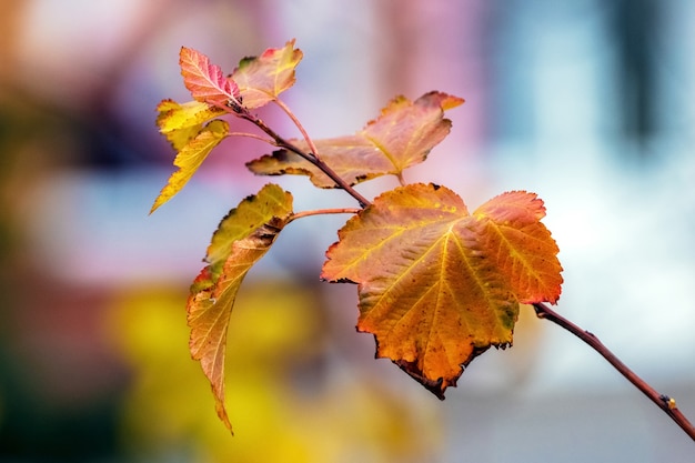 Hojas de otoño brillantes en una rama