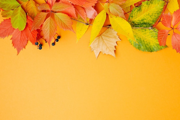 Hojas de otoño brillantes sobre fondo naranja. Endecha plana, vista superior, espacio de copia