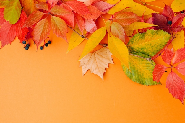 Hojas de otoño brillantes sobre fondo naranja. Endecha plana, vista superior, espacio de copia