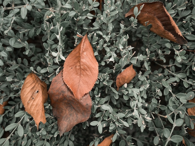 Hojas de otoño en bush en el parque