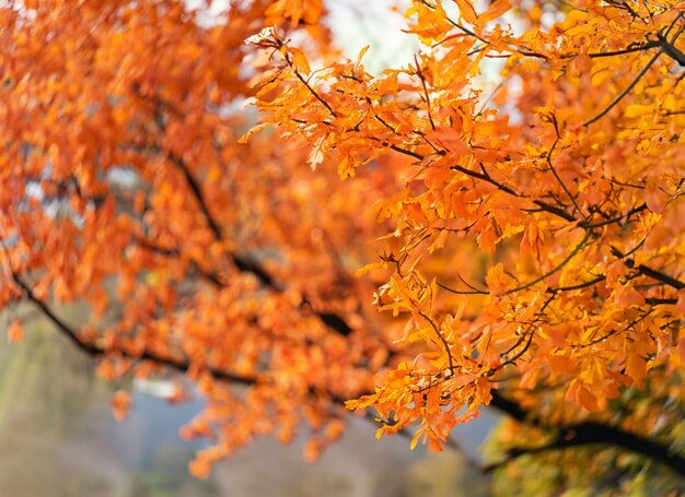 Las hojas de otoño caen en un fondo borroso