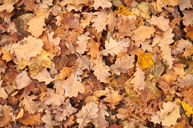 Hojas de otoño caídas al suelo