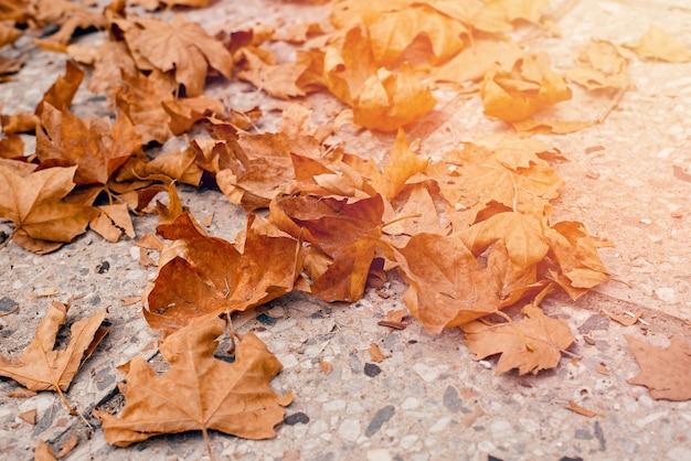 Hojas de otoño caidas en camino gris