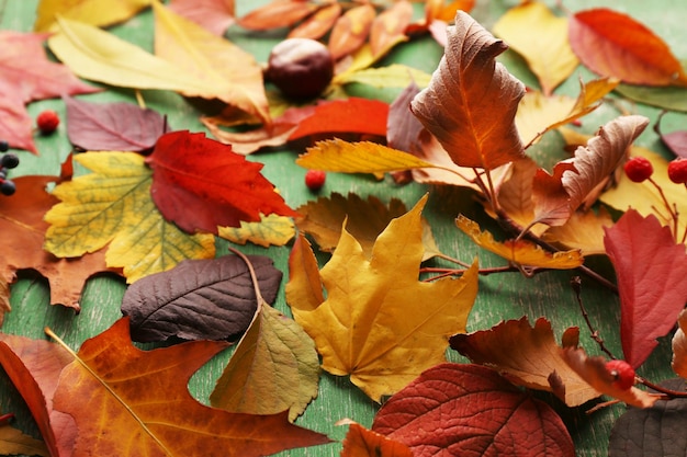 Hojas de otoño caídas coloridas y brillantes sobre fondo de madera verde