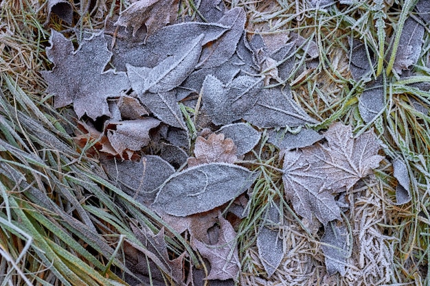 Hojas de otoño caídas cubiertas de escarcha. Hola otoño