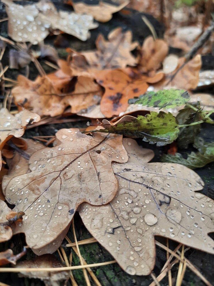Hojas de otoño caídas con gotas de agua en el bosque