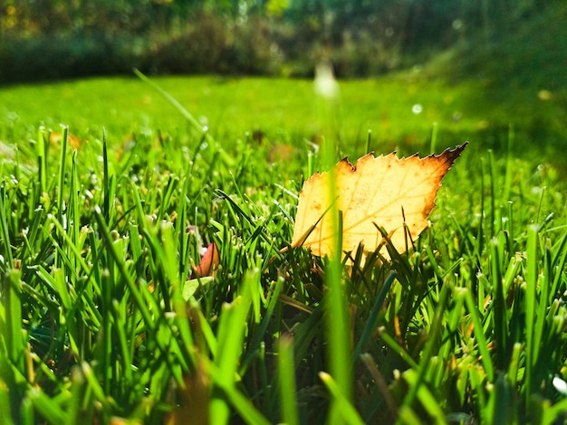 Hojas de otoño caídas en gras de cerca.