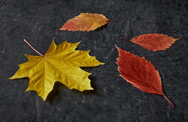 Hojas de otoño caídas en mesa gris