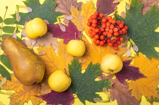 Hojas de otoño caídas secas de color rojo naranja verde multicolor pera y manzanas amarillas y bayas de serbal naranja