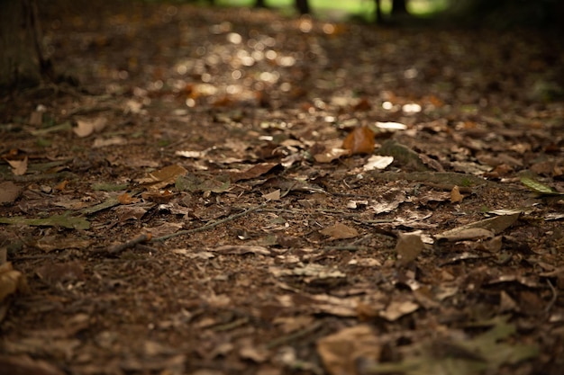 Hojas de otoño caídas sobre fondo de suelo de bosque marrón