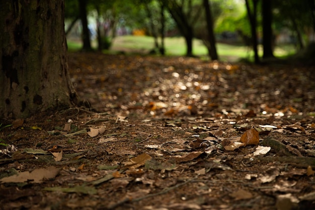 Hojas de otoño caídas sobre fondo de suelo de bosque marrón