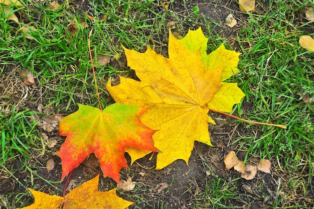 Hojas de otoño caídas en el suelo