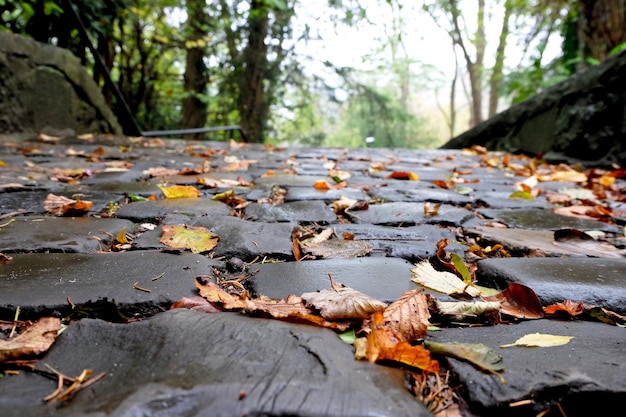 Foto hojas de otoño caídas en el tronco del árbol en el bosque