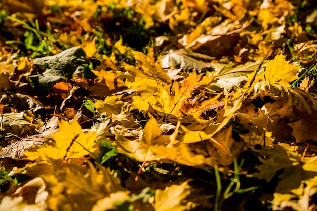 hojas de otoño caidas