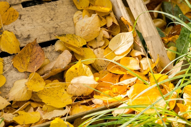 Hojas de otoño y caja de madera