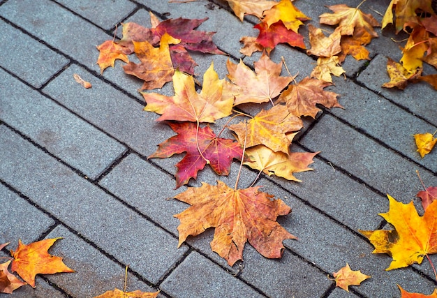 Hojas de otoño en el camino Concepto de otoño