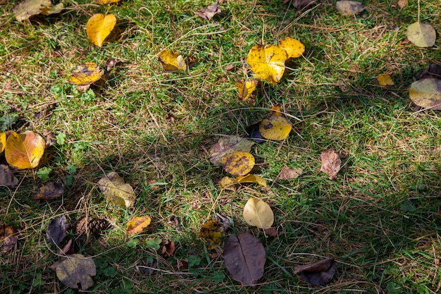 Hojas de otoño en el campo de hierba verde, vista desde arriba