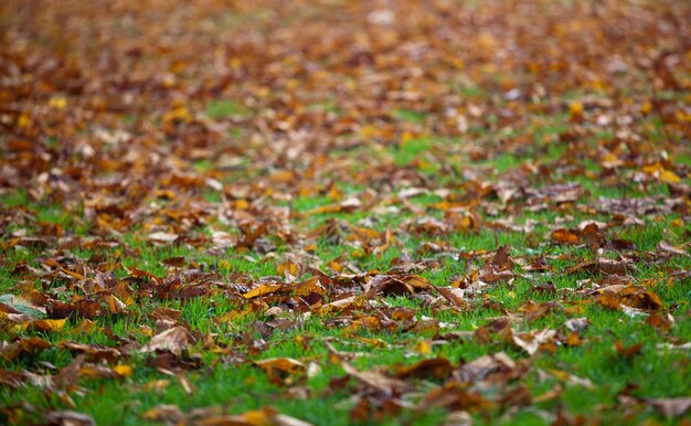 Foto hojas de otoño en el campo