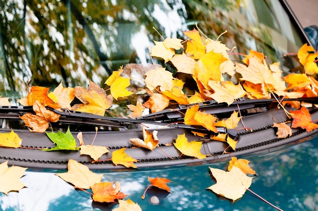 Hojas de otoño en el capó del coche