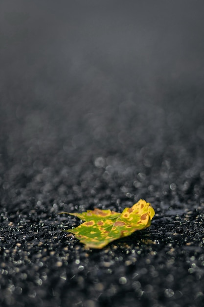 Hojas de otoño en la carretera asfaltada