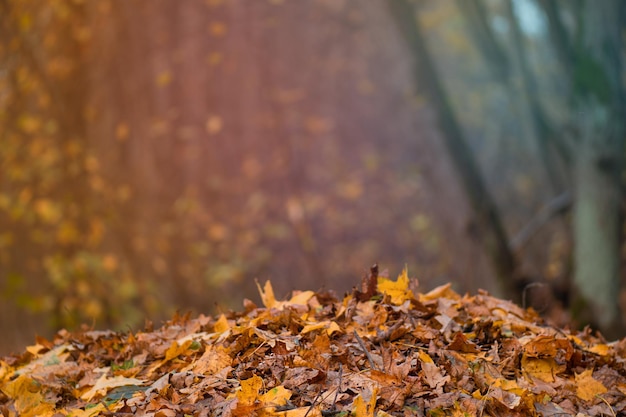 Hojas de otoño cayendo al suelo Hojas de árboles de otoño cayendo sobre fondo de naturaleza