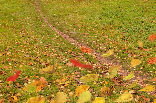 Hojas de otoño cayendo y girando Hojas de otoño cayendo sobre fondo de camino forestal