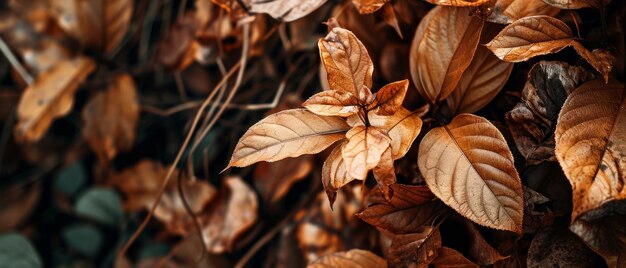 Las hojas de otoño de cerca