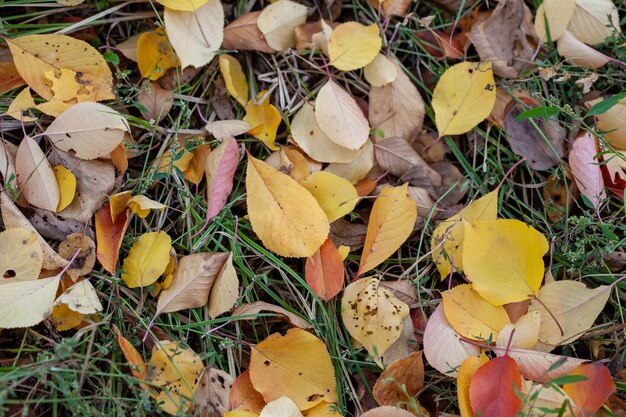 Las hojas de otoño en el césped El otoño significa cambios tan esperados