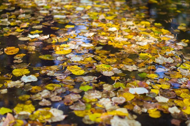 Foto hojas de otoño en el charco