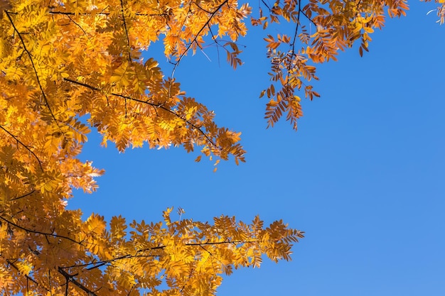 Hojas de otoño con el cielo azul.