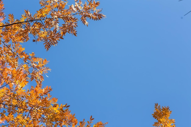 Hojas de otoño con el cielo azul.