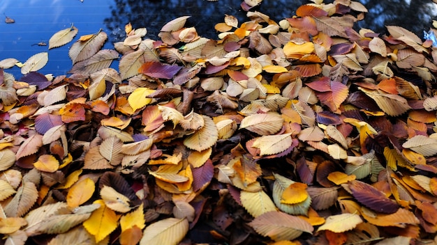 Hojas de otoño en coche frontal de pie en la calle