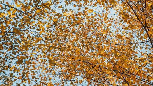 Hojas de otoño colgando del árbol